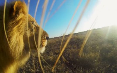 GoPro: Lion Mouth Cam