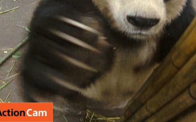 Action Cam | Panda’s Kung Fu in Slo-Mo | Panda Cam No.4 | パンダ | Sony