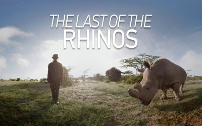 GoPro VR: The Last of the Rhinos