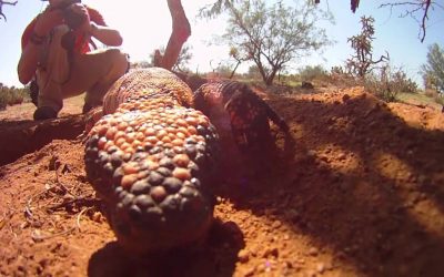 Swamp Monsters POV Video – Drift HD170 Stealth