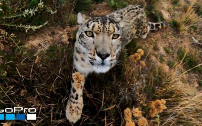 GoPro: Snow Leopard Meets MAX
