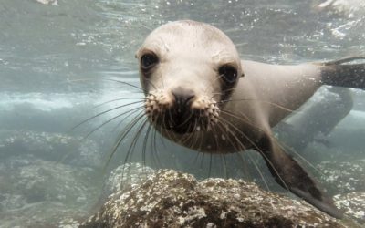 GoPro: Galápagos Sea Lions