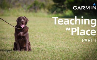 e-Collar Training with Garmin: Teaching “Place,” Part 1