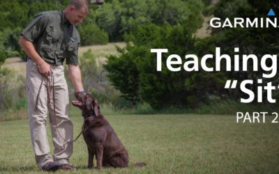 e-Collar Training with Garmin: Teaching “Sit,” Part 2