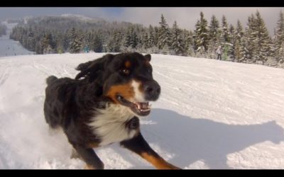 GoPro: Powder Hound