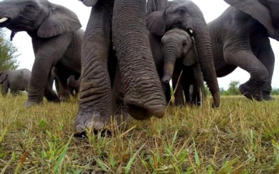 GoPro: Get Up Close With Wild Elephants