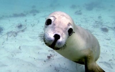 GoPro: Diving with Ocean Hounds