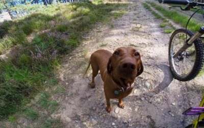 GoPro: Amber the Downhill Dog