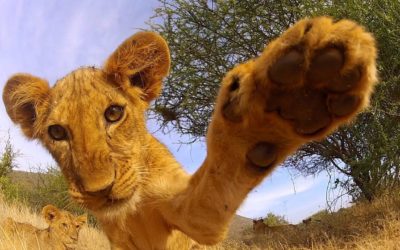 GoPro: Lion Cub Roar – TV Commercial