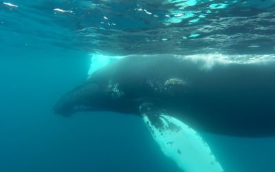 GoPro: Snorkeling With Humpback Whales