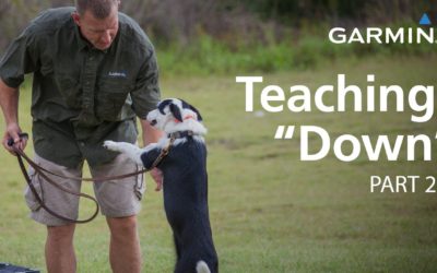 e-Collar Training with Garmin: Teaching “Down,” Part 2