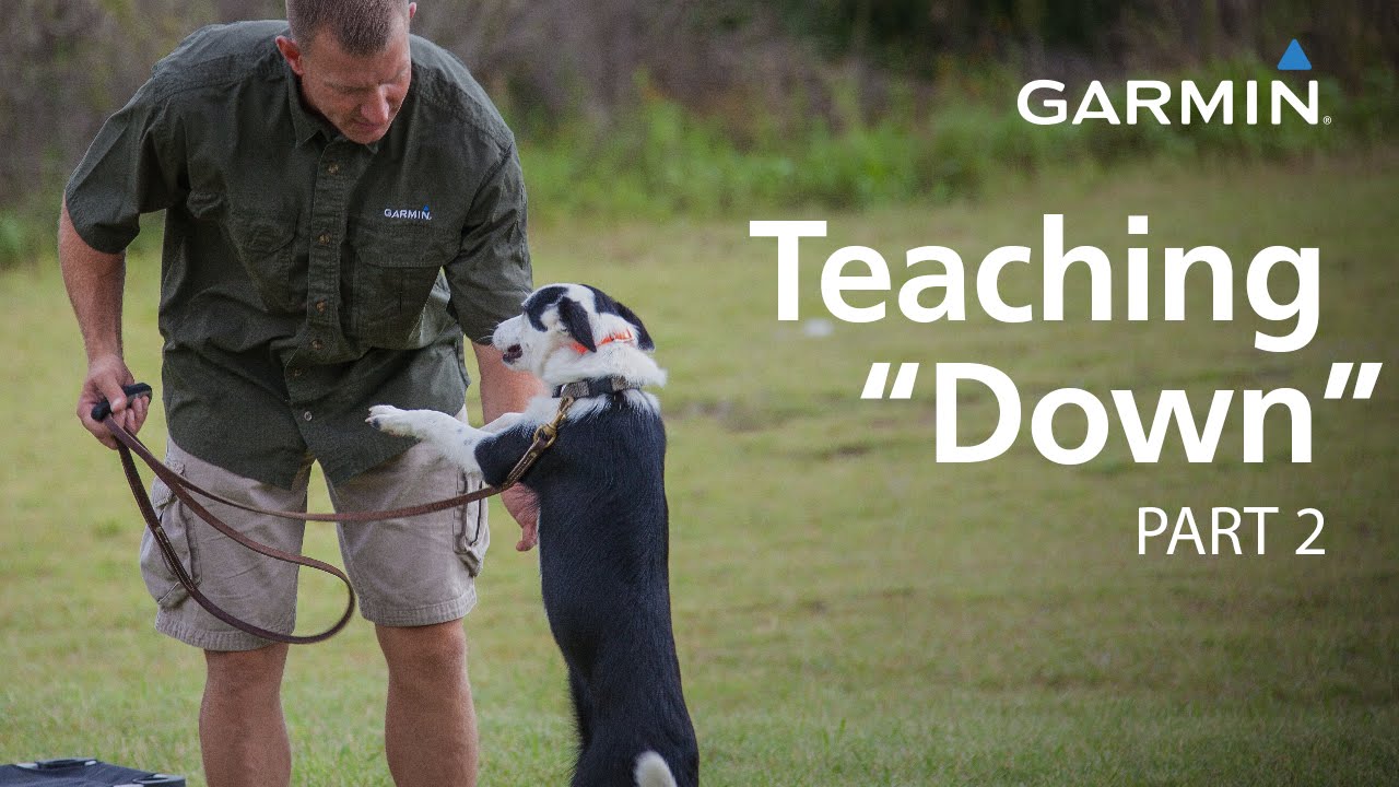 eCollar Training with Garmin Teaching “Down,” Part 2 GoPro Times