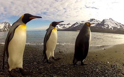 GoPro: Penguin Dance-Off