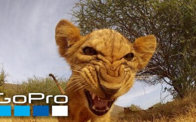 GoPro: Top 10 Animal Encounters