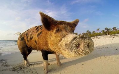 GoPro: Pig Island