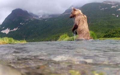 GoPro: Grizzly Eats My GoPro