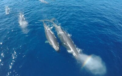 GoPro: Rare Sperm Whale Sighting in 4K
