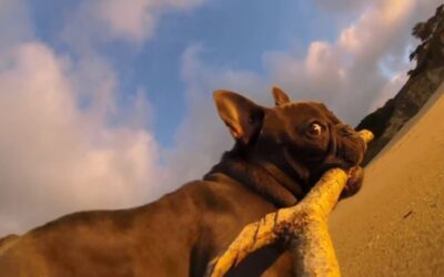 GoPro: Chicken The Dog – TV Commercial