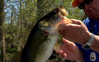 Bill Dance explains how Panoptix works