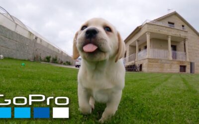 GoPro: Puppy Mashup
