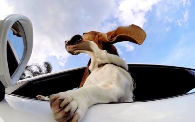 GoPro: The Dog and The Porsche