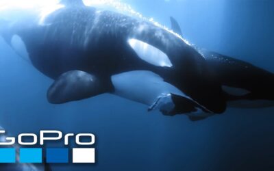 GoPro Cause: Ocean Souls | A Cetaceans Film