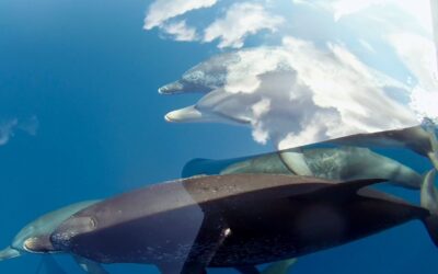 GoPro: Cloudy With A Chance Of Dolphins