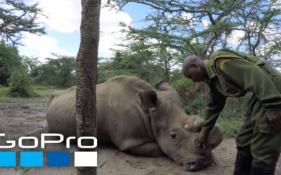 GoPro Cause: Awards Challenge | Show Us How You HERO