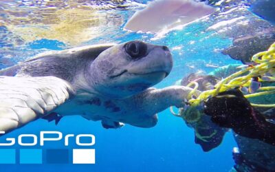 GoPro: Top 10 Underwater Moments