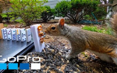 GoPro Awards: The Squirrel Feeding Machine