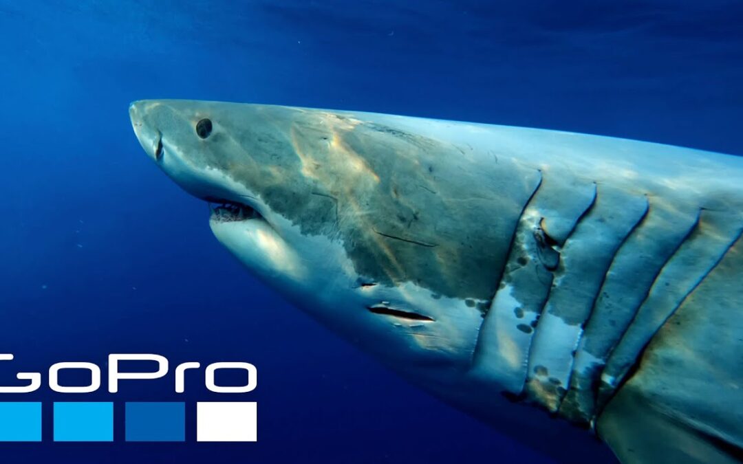 GoPro Cause: Shark Advocate Mike Coots x Challenged Athletes Foundation
