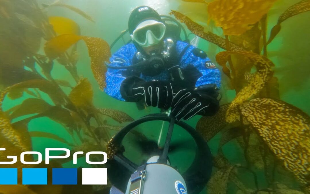 GoPro Cause: Reforesting the Ocean with SeaTrees