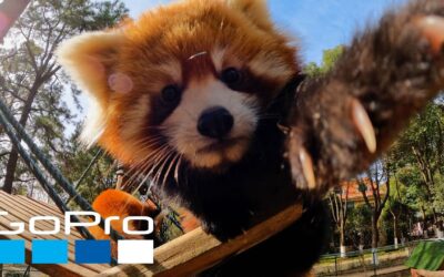 GoPro: Getting Ready for Earth Day 2022