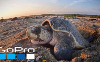 GoPro Cause: Protecting Millions of Sea Turtles with WILDCOAST | Kindhumans