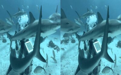 GoPro: Shark Feeding with Andy Casagrande in 2.7K 3D