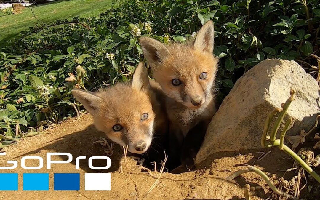 GoPro Awards: Friendly Baby Foxes