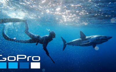 GoPro: Nose to Nose with Sharks | Shark Week 2022