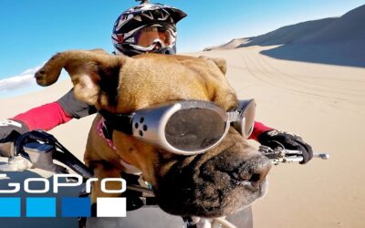 GoPro: Top 10 Dog Moments