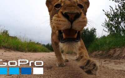 GoPro Awards: Lion Steals Camera