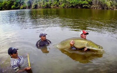 GoPro: The Jungle, The People, and The Fish That Could Save It All