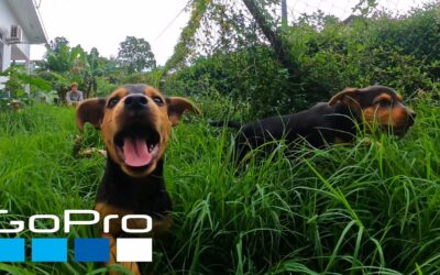 GoPro: National Dog Day