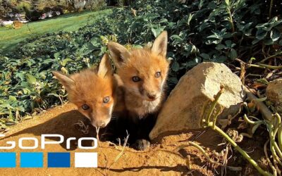 GoPro: Top 10 Cutest Captures