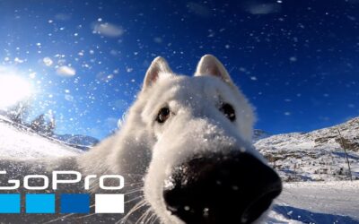 GoPro | Dog steals camera 🎬 Hynek Gröger #Shorts