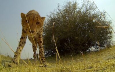 GoPro: Cheetah Licks My GoPro