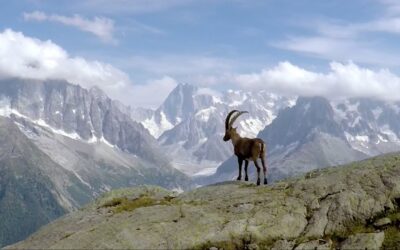 GoPro Awards: Wandering the French Alps