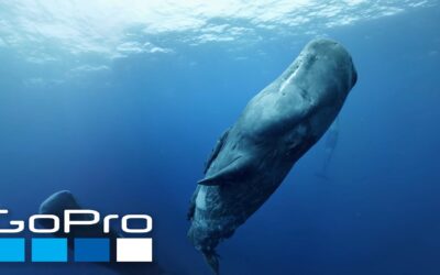 GoPro VR: Diving with Sperm Whales in Mauritius