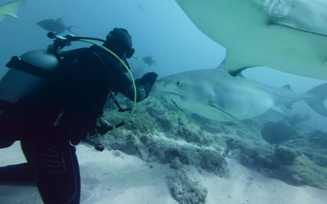 GoPro VR BTS: Diving with Sharks