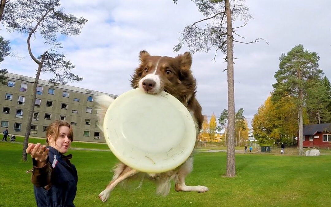 GoPro: Border Collie Tricks in Norway