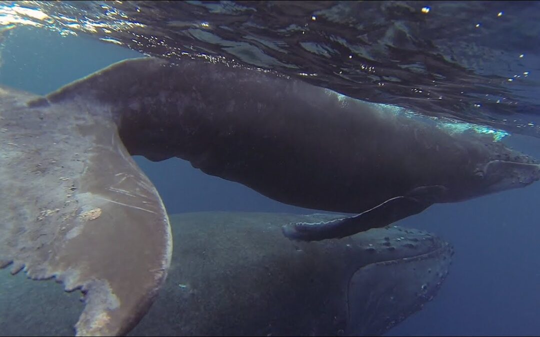 GoPro: Cruising with Humpback Whales