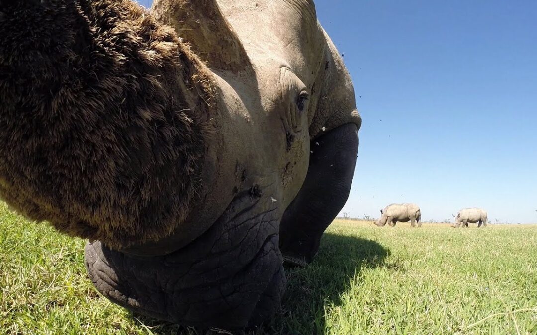 GoPro Awards: Looking for Wild Animals with an RC Car in Africa